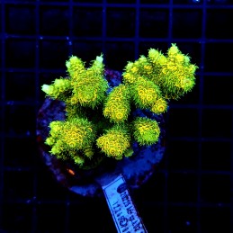 H-1019 - Acropora