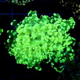 CC040 - Euphyllia paraancora