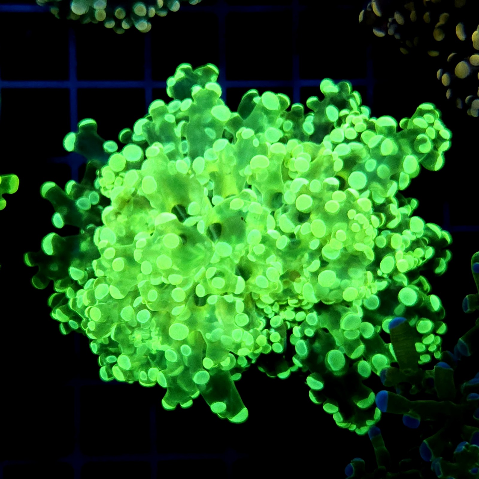 CC040 - Euphyllia paraancora