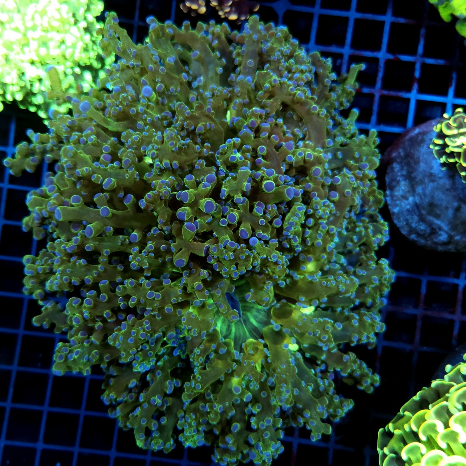 CC051 - Euphyllia paraancora
