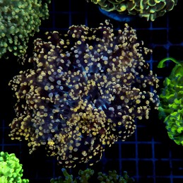CC052 - Euphyllia paraancora