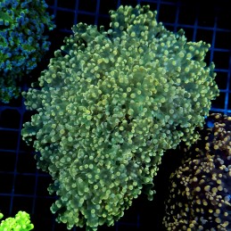 CC053 - Euphyllia paraancora