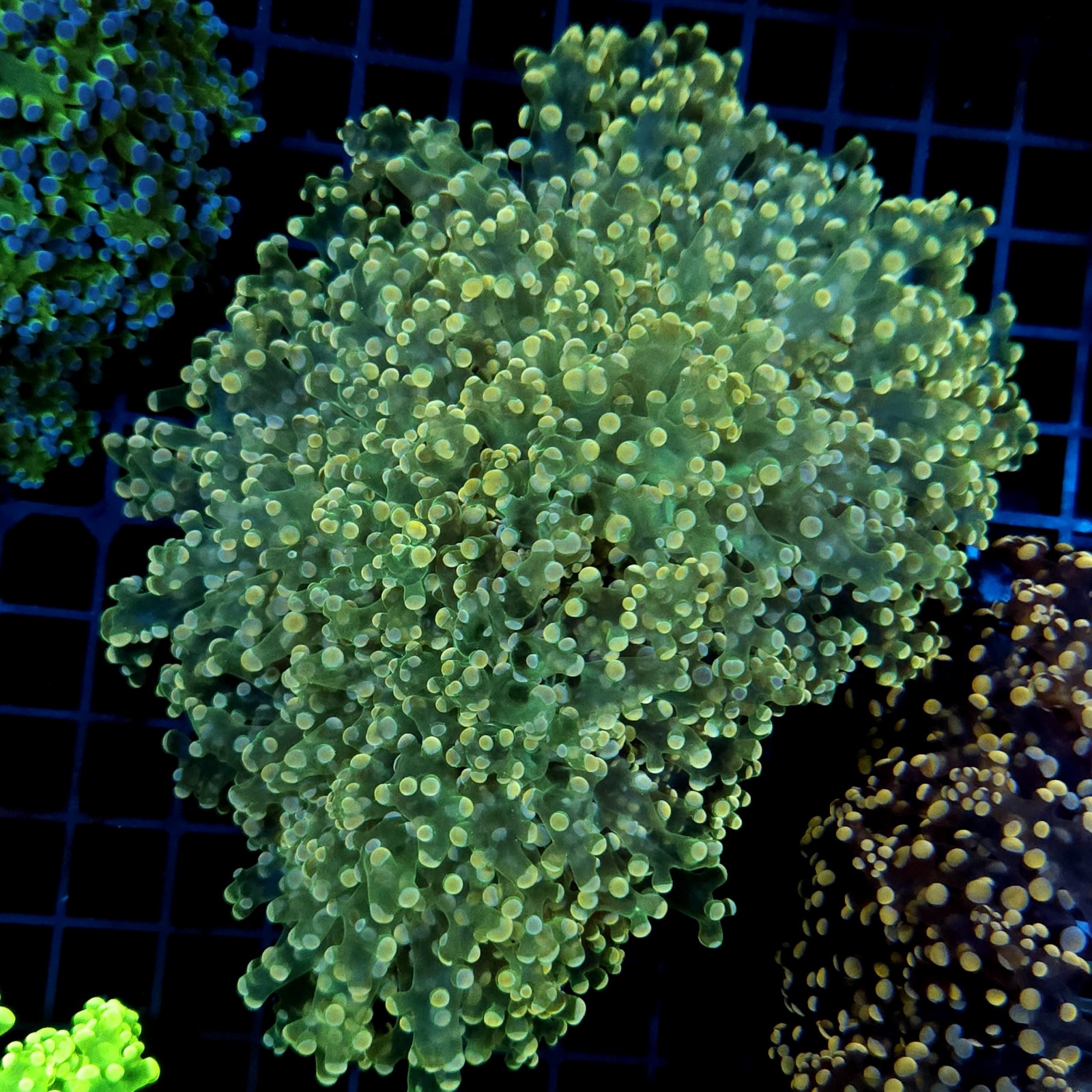 CC053 - Euphyllia paraancora