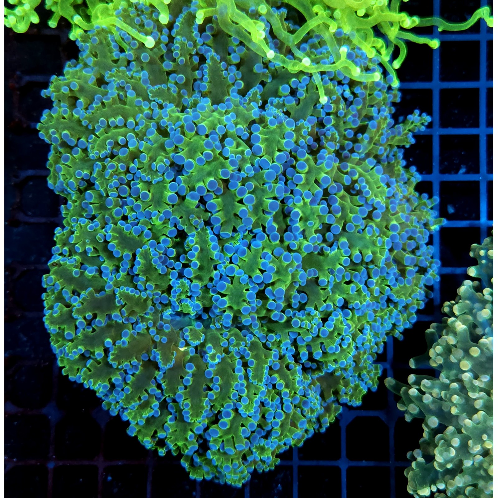 CC054 - Euphyllia paraancora