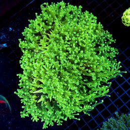 CC055 - Euphyllia paraancora