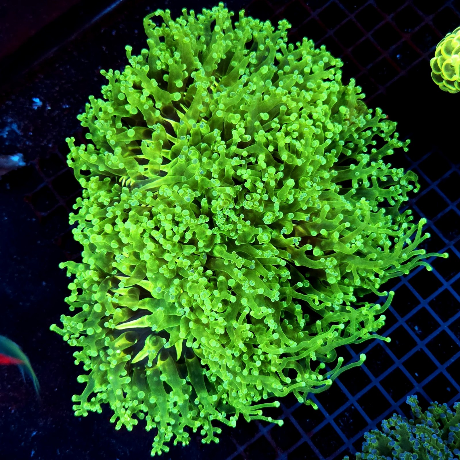 CC055 - Euphyllia paraancora