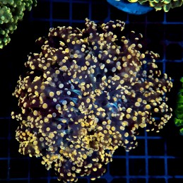 CC063 - Euphyllia paraancora