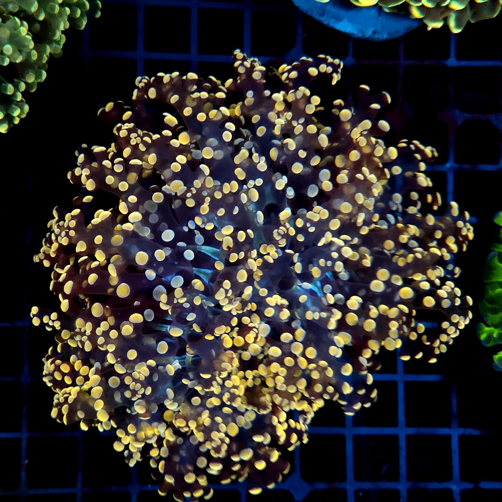 CC063 - Euphyllia paraancora