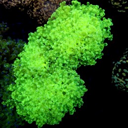 CC328 - Euphyllia paraancora