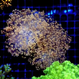 CC329 - Euphyllia paraancora