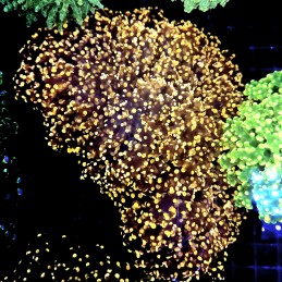 CC330 - Euphyllia paraancora
