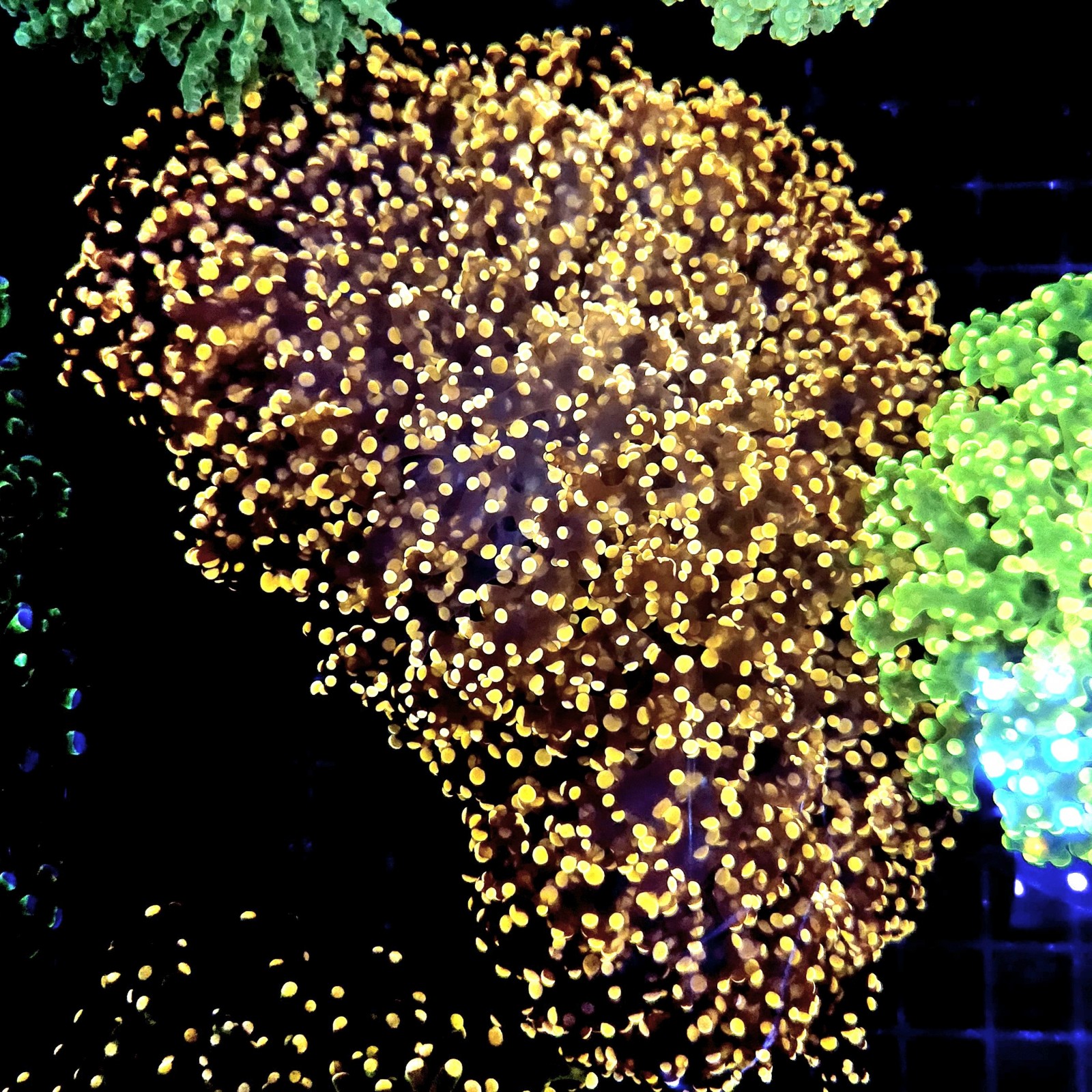 CC330 - Euphyllia paraancora