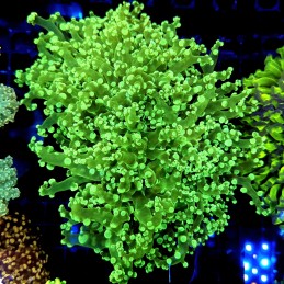 CC332 - Euphyllia paraancora