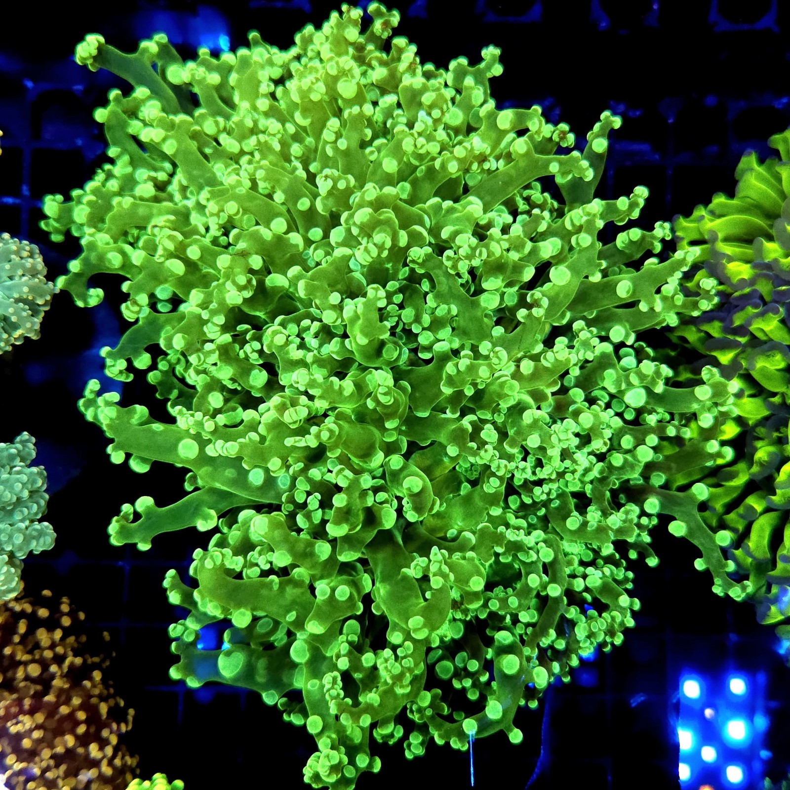 CC332 - Euphyllia paraancora