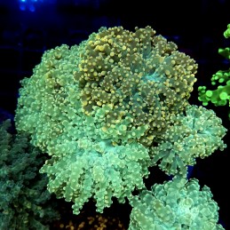 CC333 - Euphyllia paraancora
