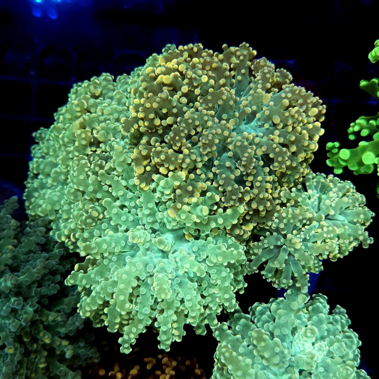 CC333 - Euphyllia paraancora