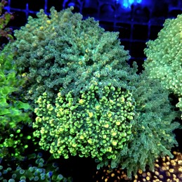 CC334 - Euphyllia paraancora