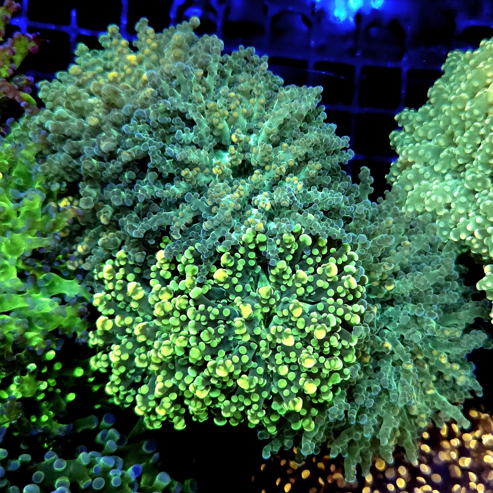 CC334 - Euphyllia paraancora