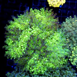 CC335 - Euphyllia paraancora