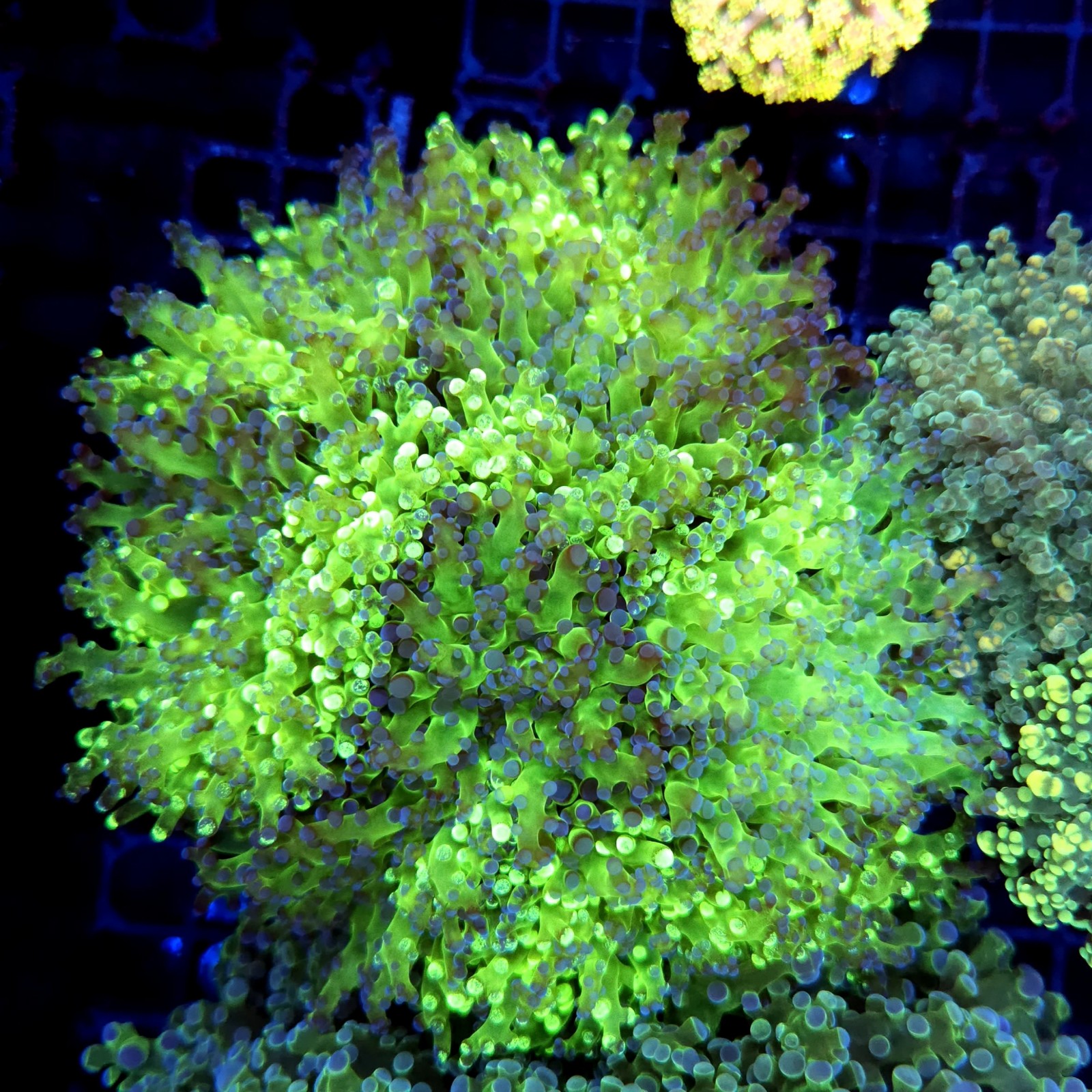 CC335 - Euphyllia paraancora