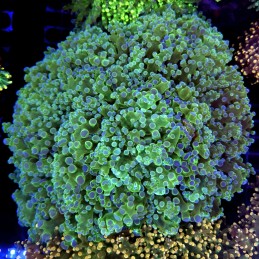 CC336 - Euphyllia paraancora