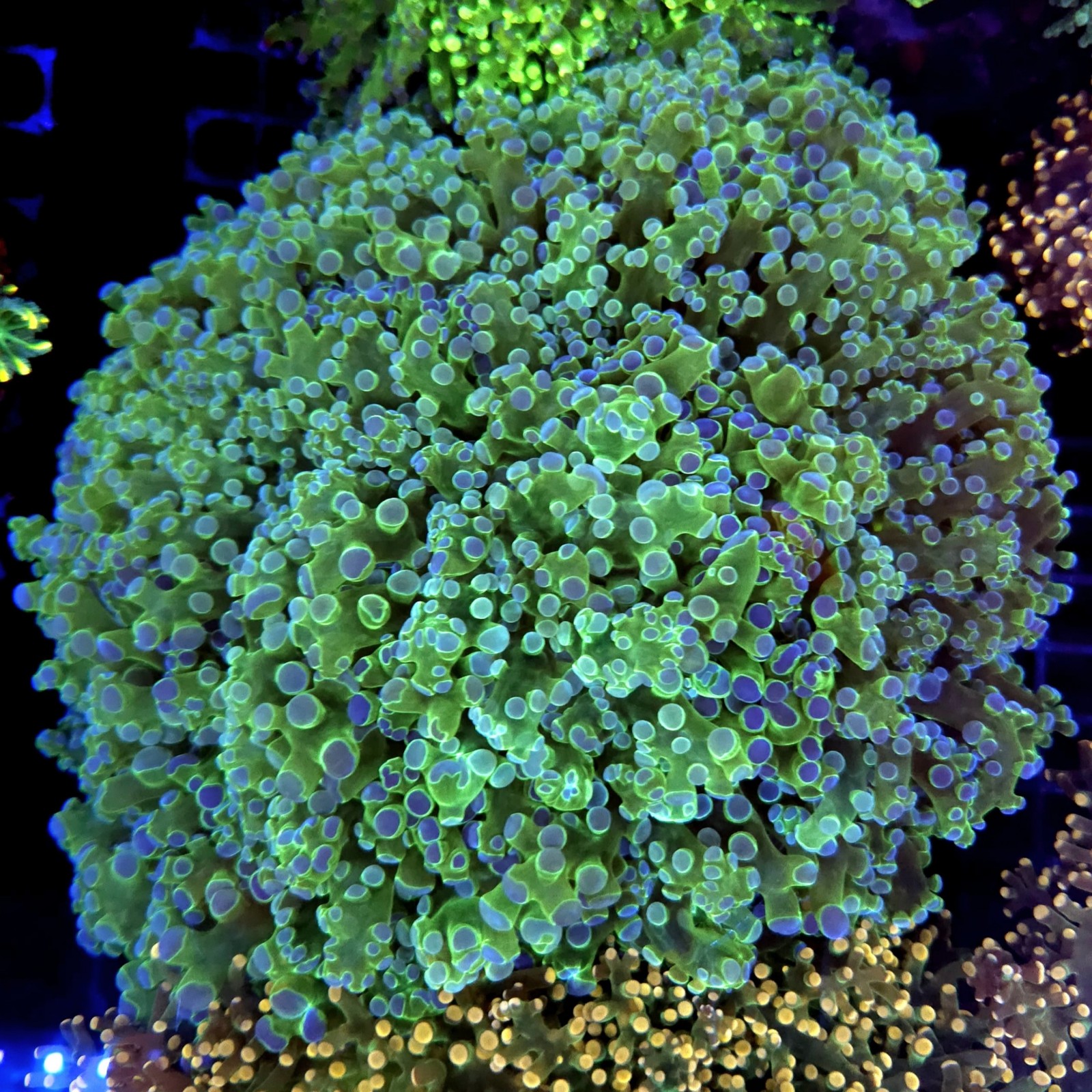 CC336 - Euphyllia paraancora