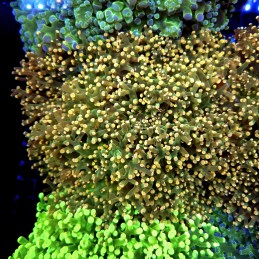 CC337 - Euphyllia paraancora