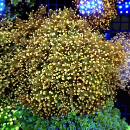 CC338 - Euphyllia paraancora