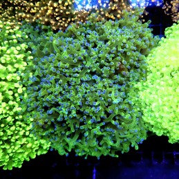 CC339 - Euphyllia paraancora