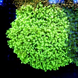 CC340 - Euphyllia paraancora