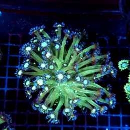 CC039 - Goniopora