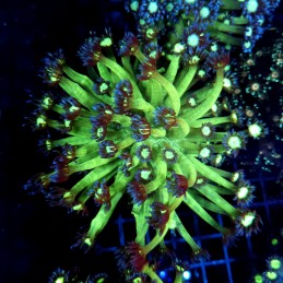 CC043 - Goniopora