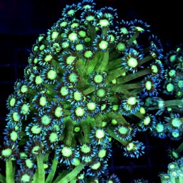 CC046 - Goniopora