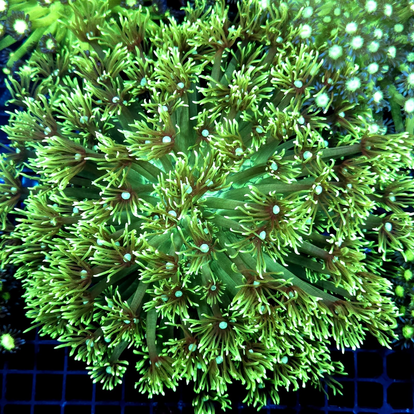 CC047 - Goniopora