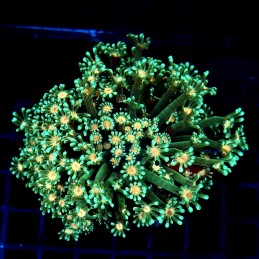 *CC048 - Goniopora
