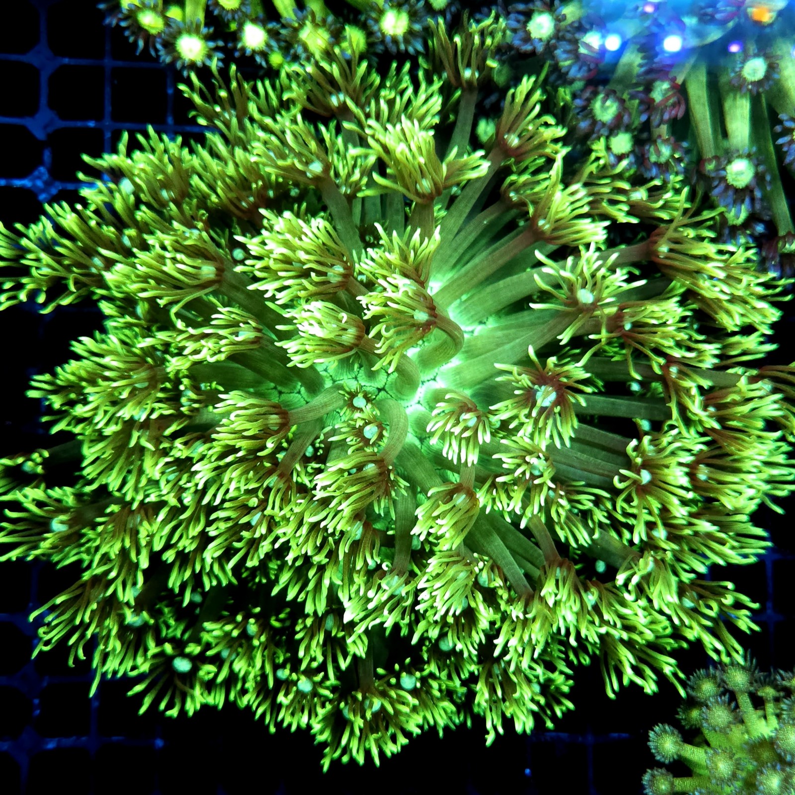 CC056 - Goniopora