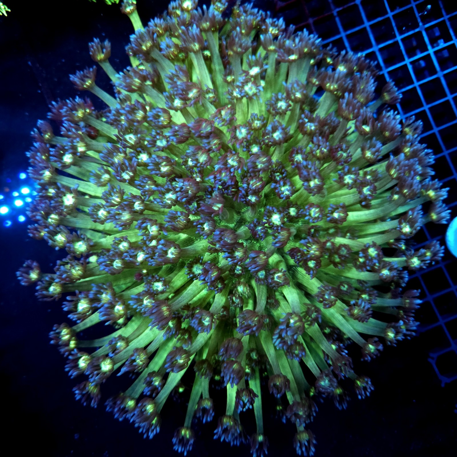 CC074 - Goniopora