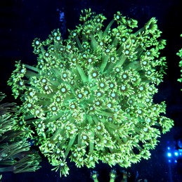 CC075 - Goniopora