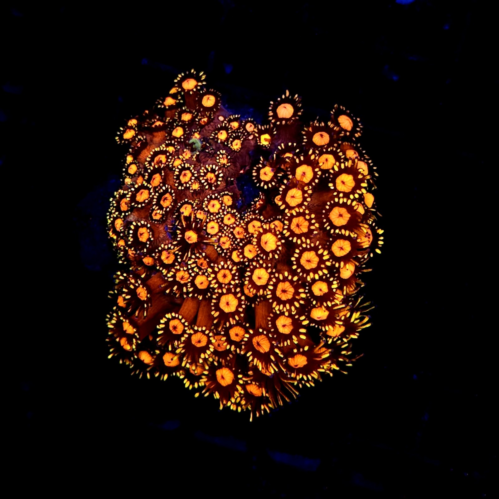 CC081 - Goniopora