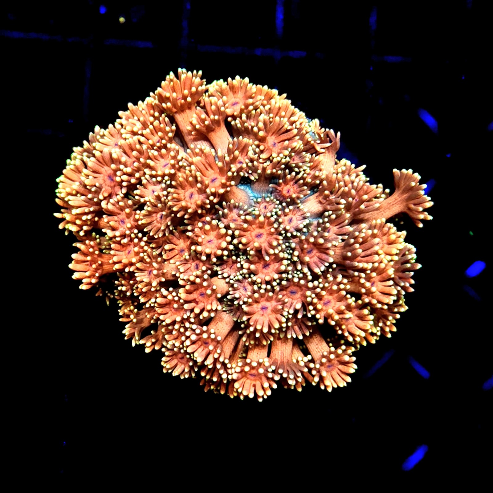 CC083 - Goniopora