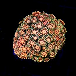 CC084 - Goniopora