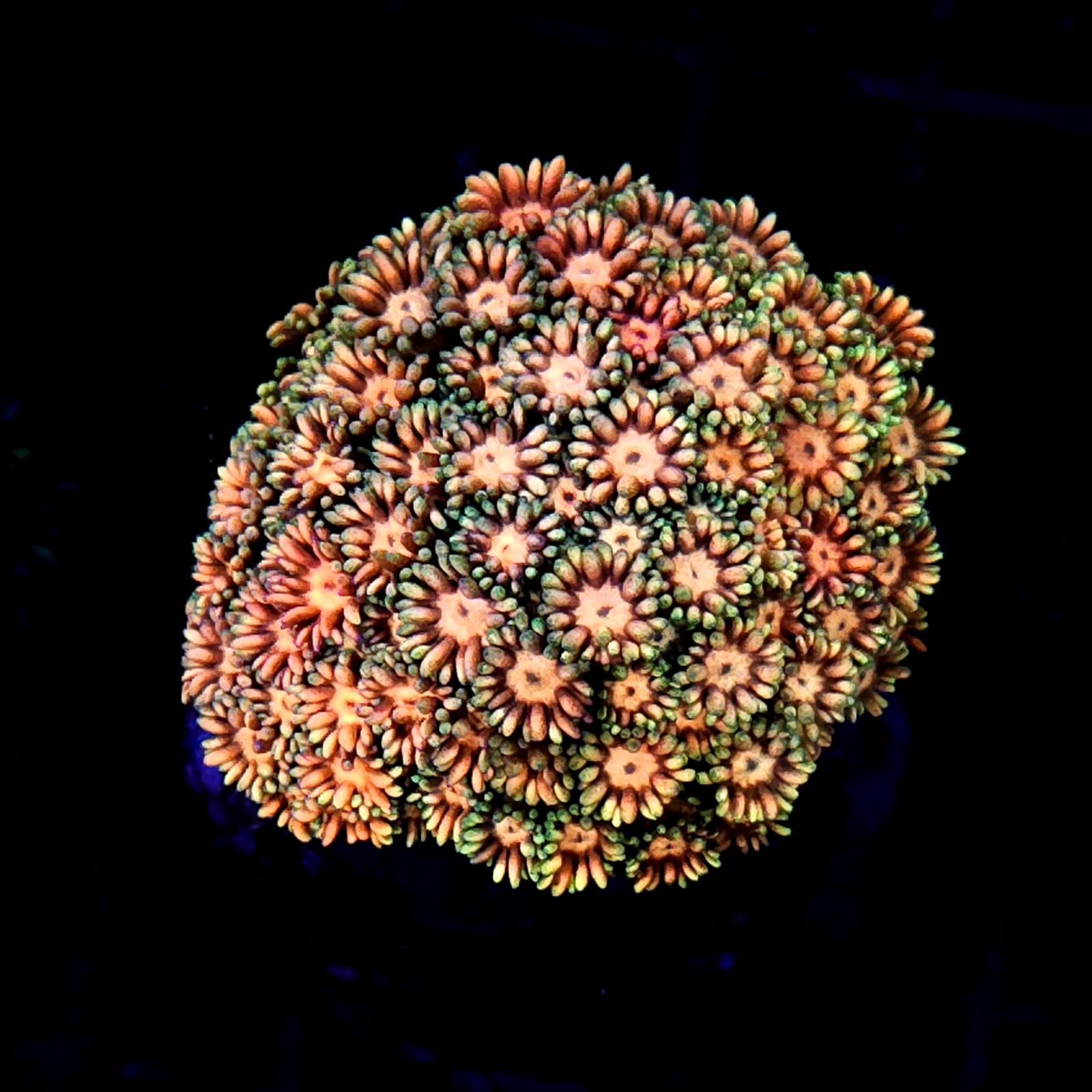 CC084 - Goniopora