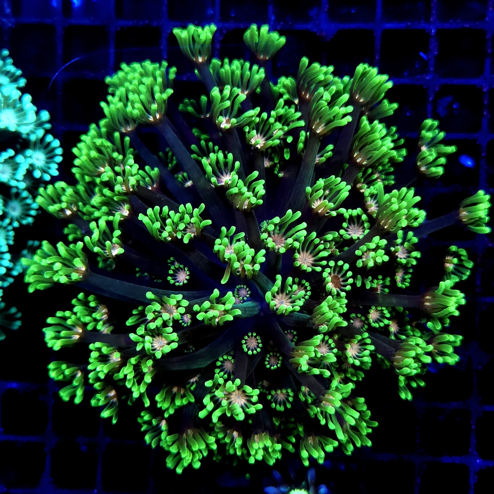 CC086 - Goniopora