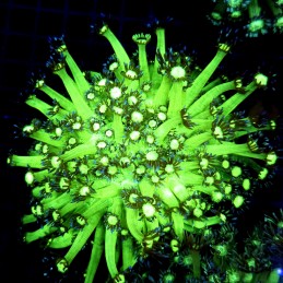 coCC090 - Goniopora