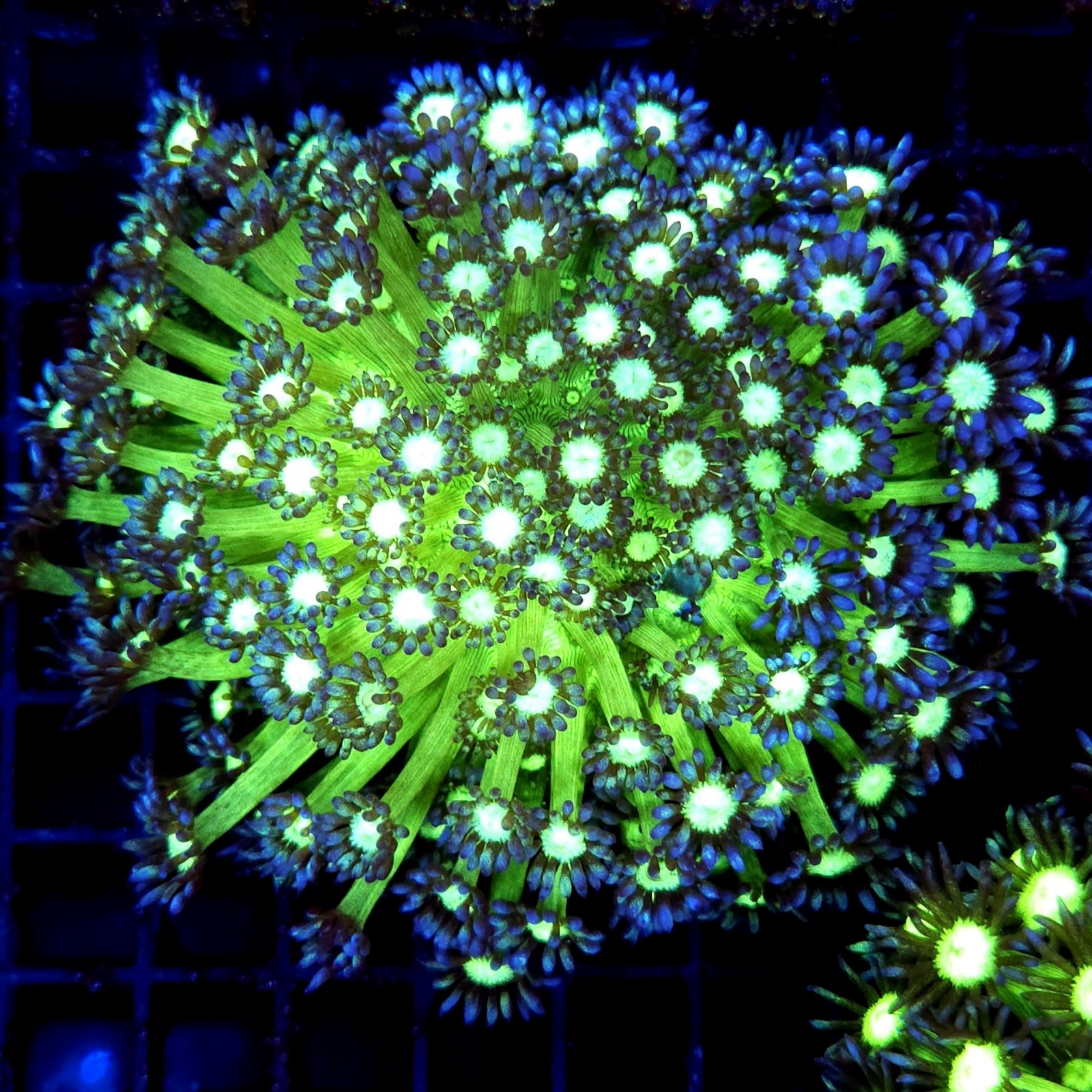 CC094 - Goniopora