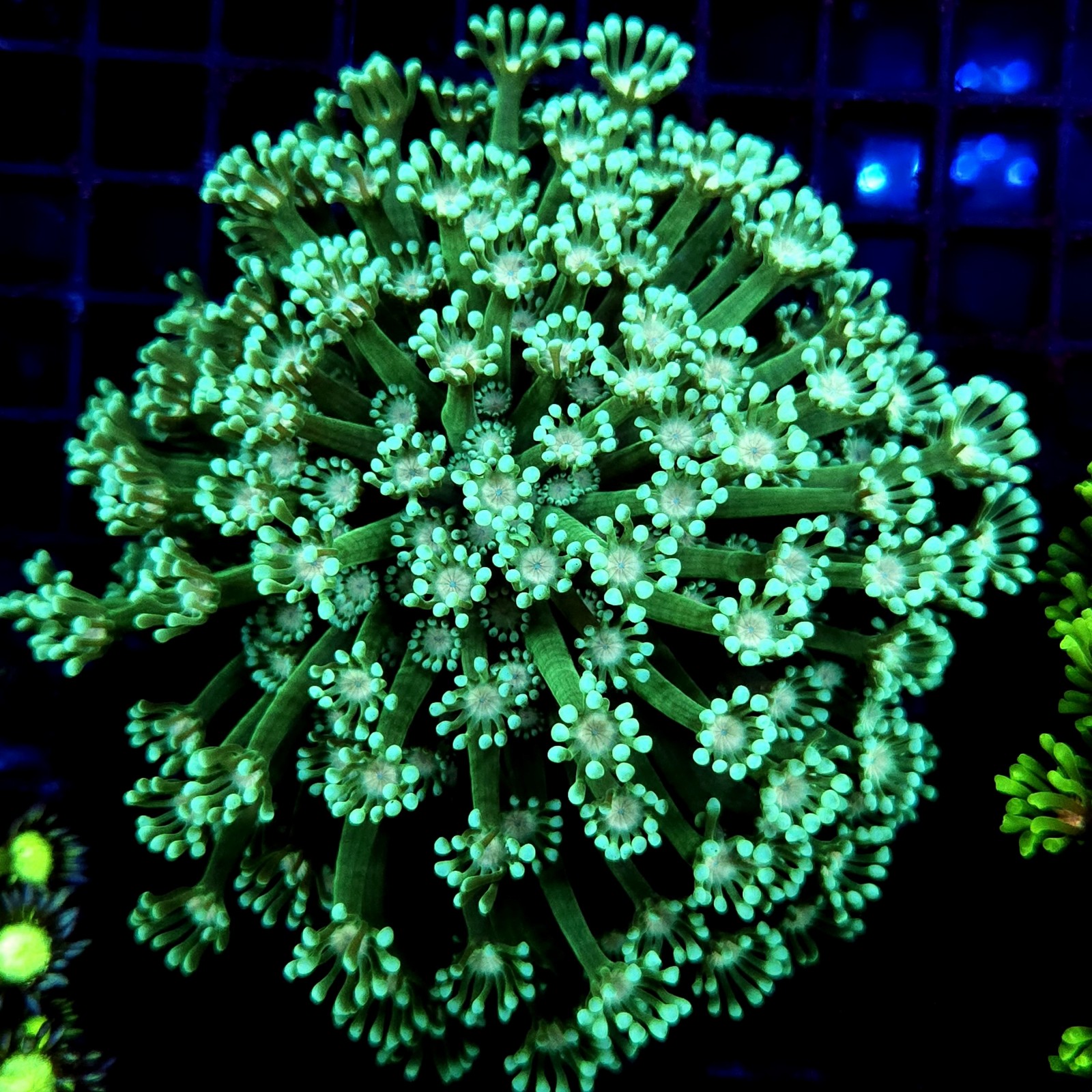 CC098 - Goniopora