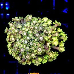CC115 - Goniopora