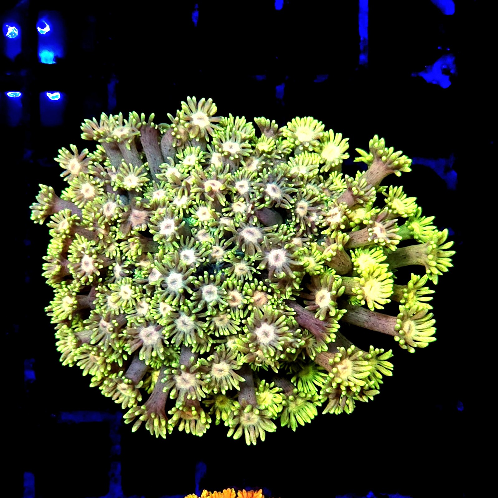 CC115 - Goniopora