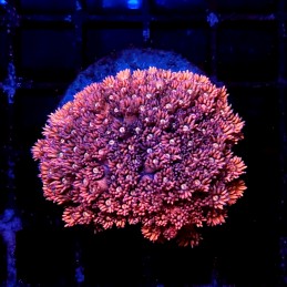 CC117 - Goniopora