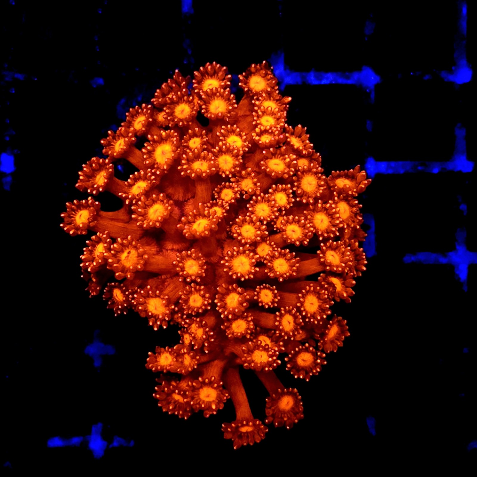 CC124 - Goniopora